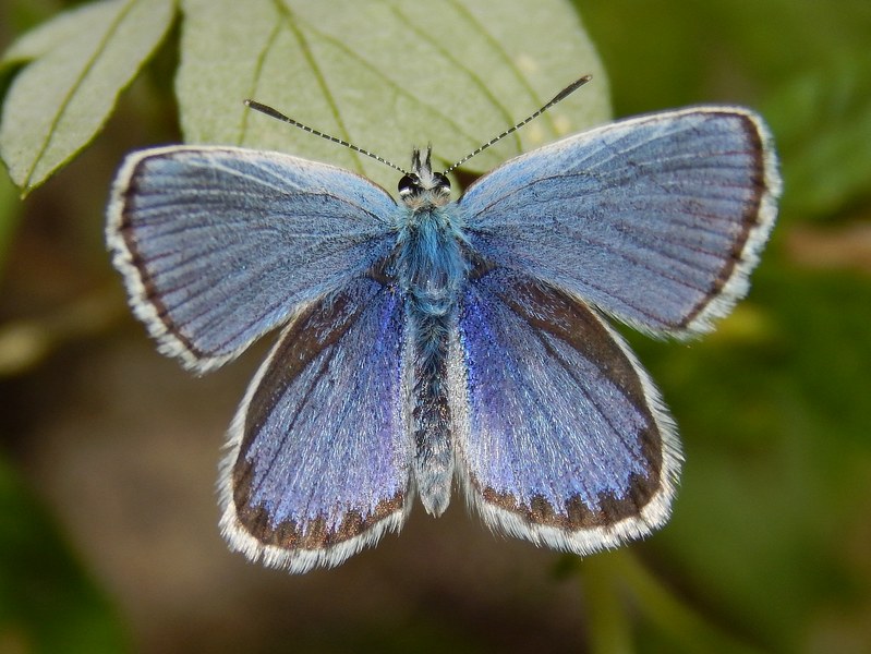 Plebejus argyrognomon